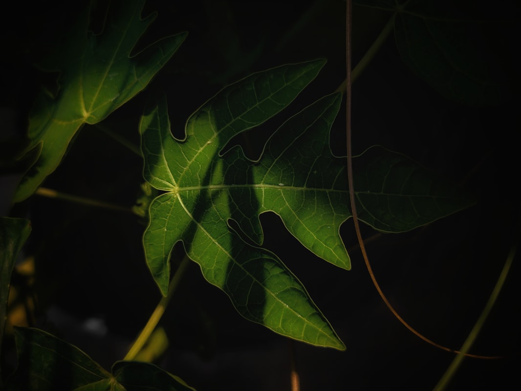 Svěže sklízené bobule bohaté na antioxidanty
